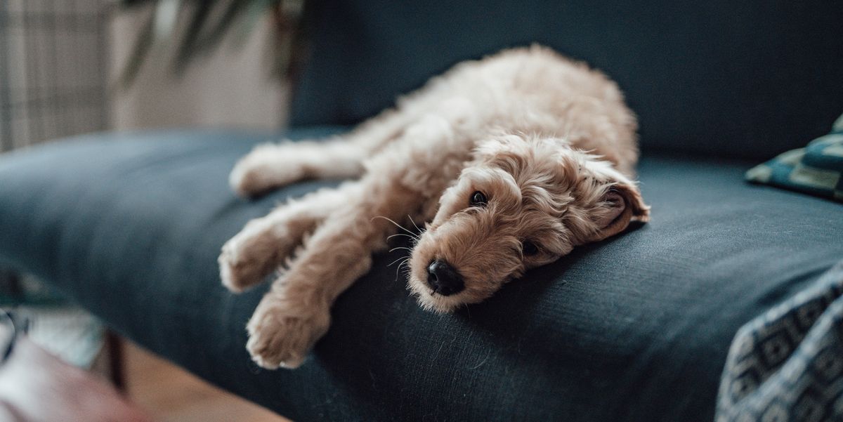 Featured image for Unraveling the Mystery: Dog Respiratory Illness and its Potential Cure