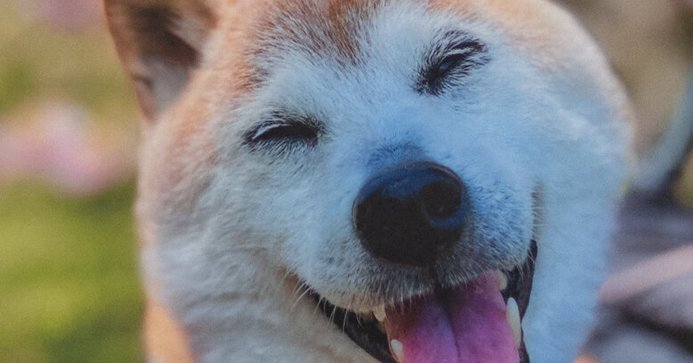 Featured image for Doge Meme Icon Kabosu Dies at 18