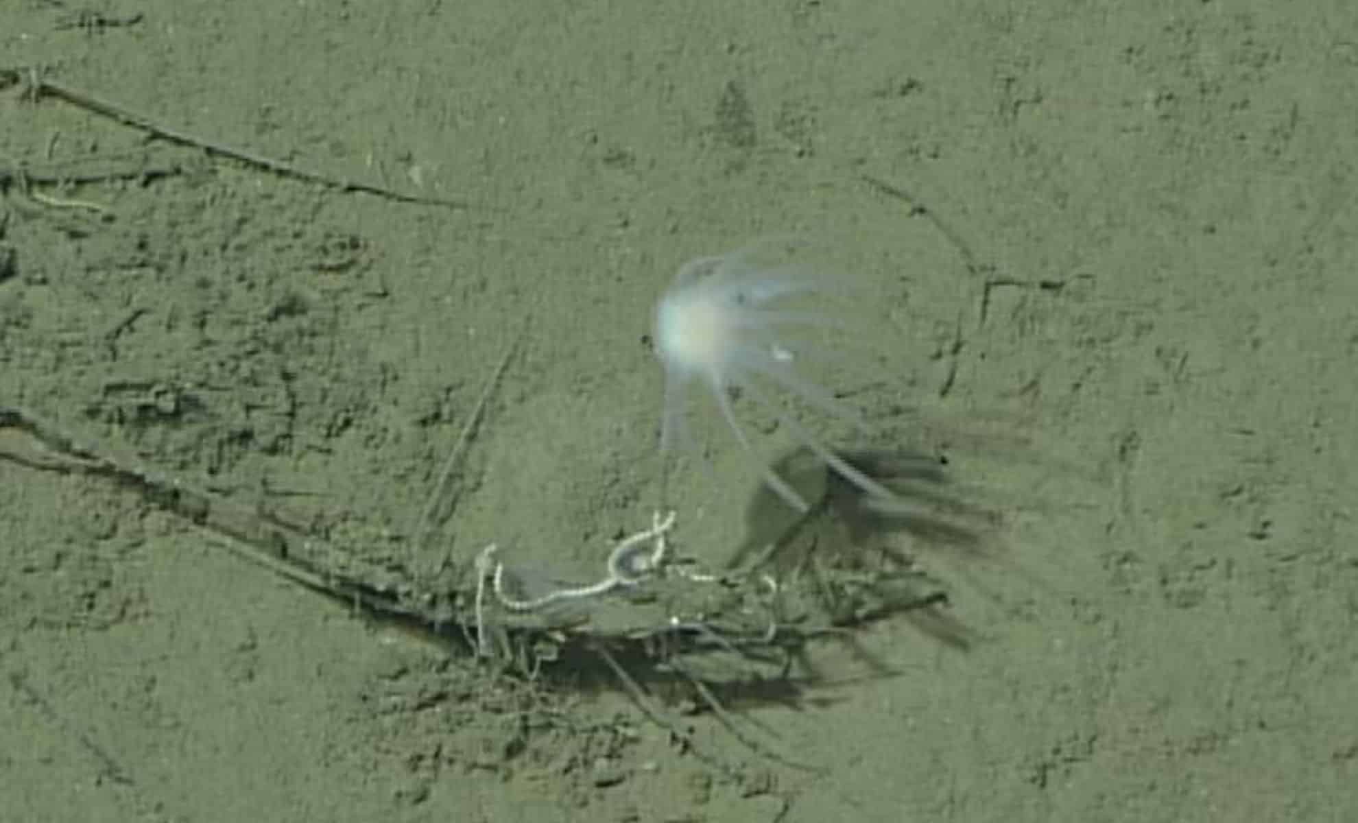 Featured image for 700-Million-Year-Old Species Redefines Evolutionary History