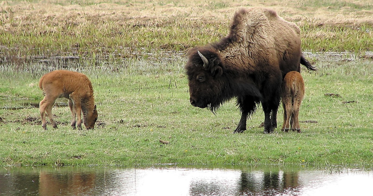 Yellowstone visitor's attempt to help bison calf leads to its death