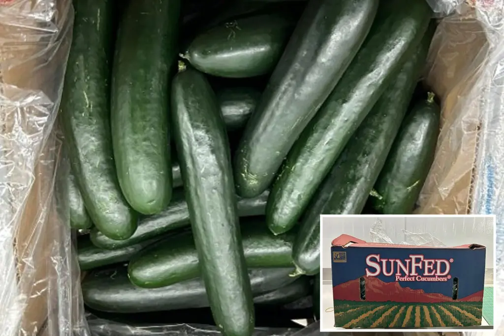 Cucumber Recall Issued in 26 States Over Salmonella Risk