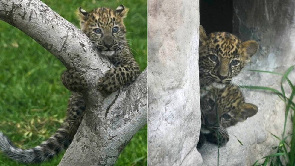 Peru's First Captive Leopard Cubs Delight Visitors with Tree Climbing Skills
