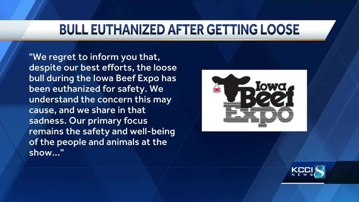 Featured image for Escaped Bull Euthanized at Iowa State Fairgrounds