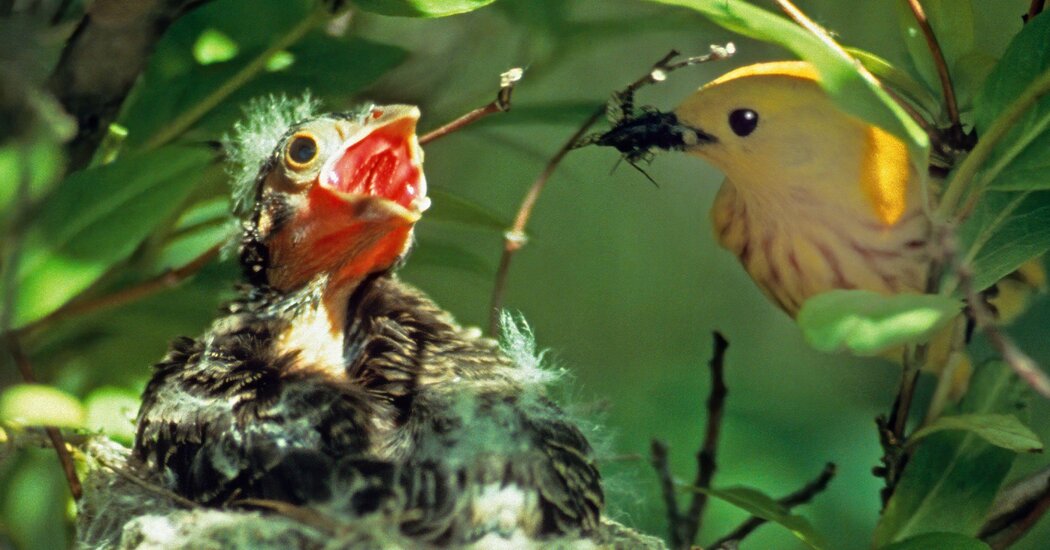 Parentless Parasitic Cowbirds Learn Their Species
