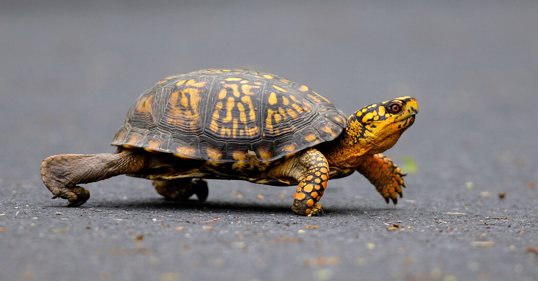 Virginia Man Admits to Trafficking Turtles on Facebook