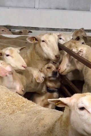 Featured image for "Adorable Golden Retriever Joins Flock on Owner's Farm - Must See!"