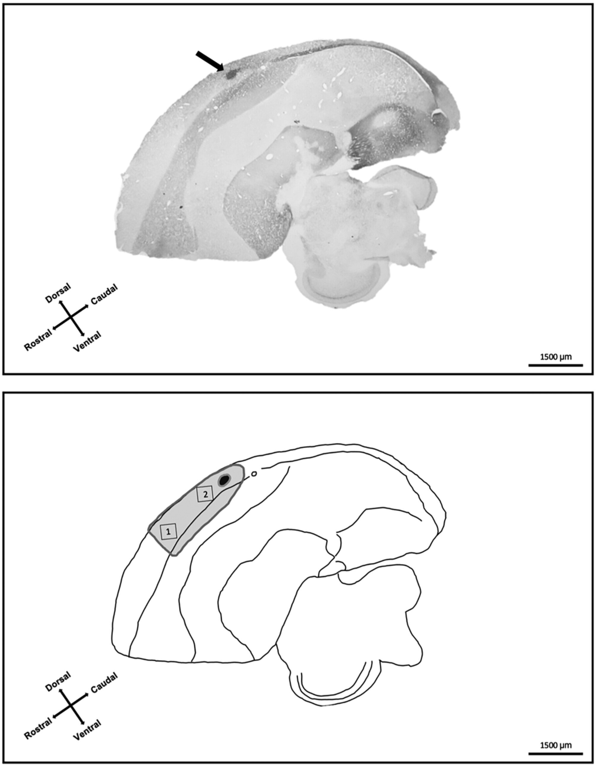 Featured image for Avian Brains Possess Magnetic Perception Switch