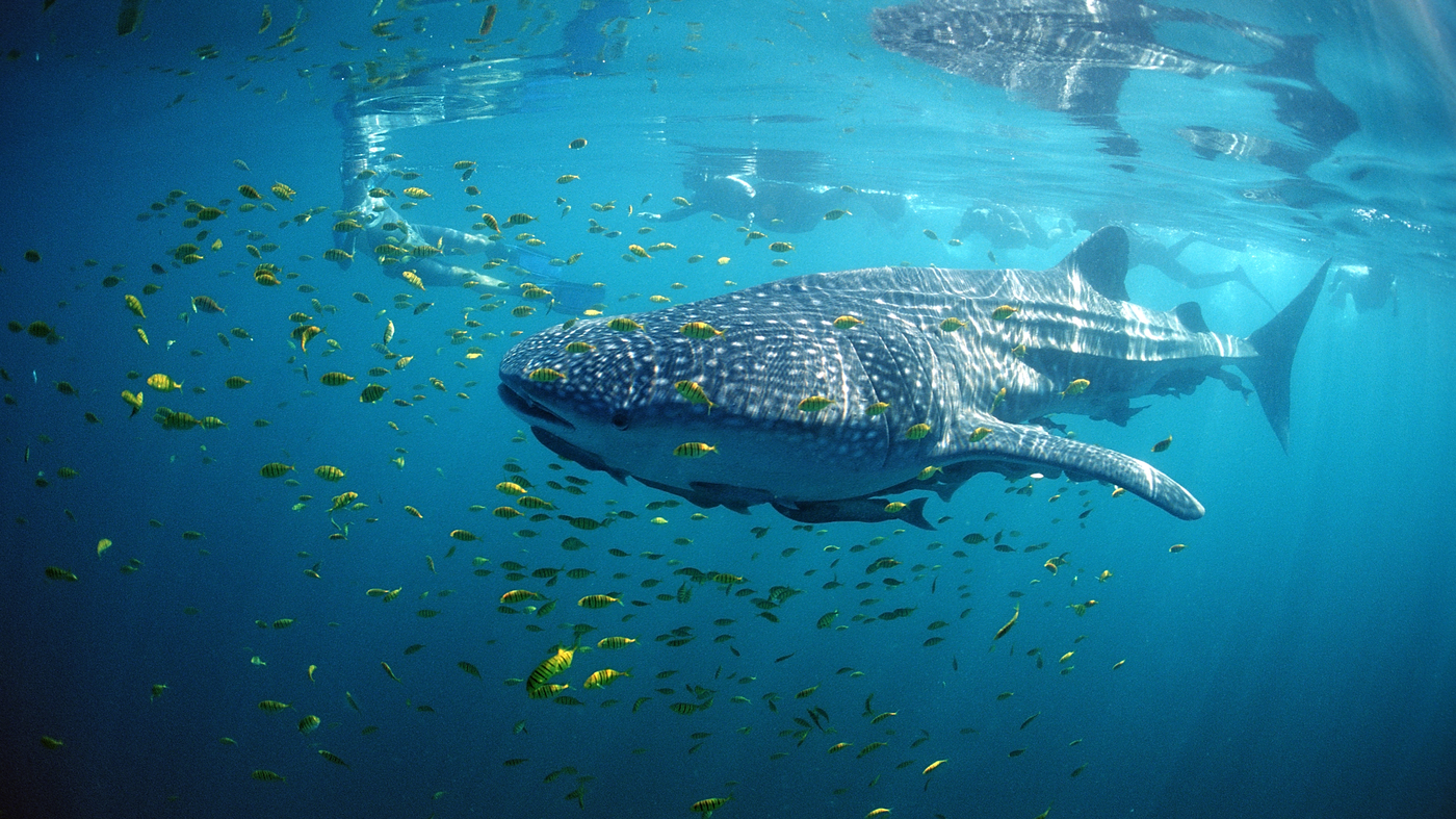 Featured image for "Human Impact: Migratory Species Face Extinction Threat"