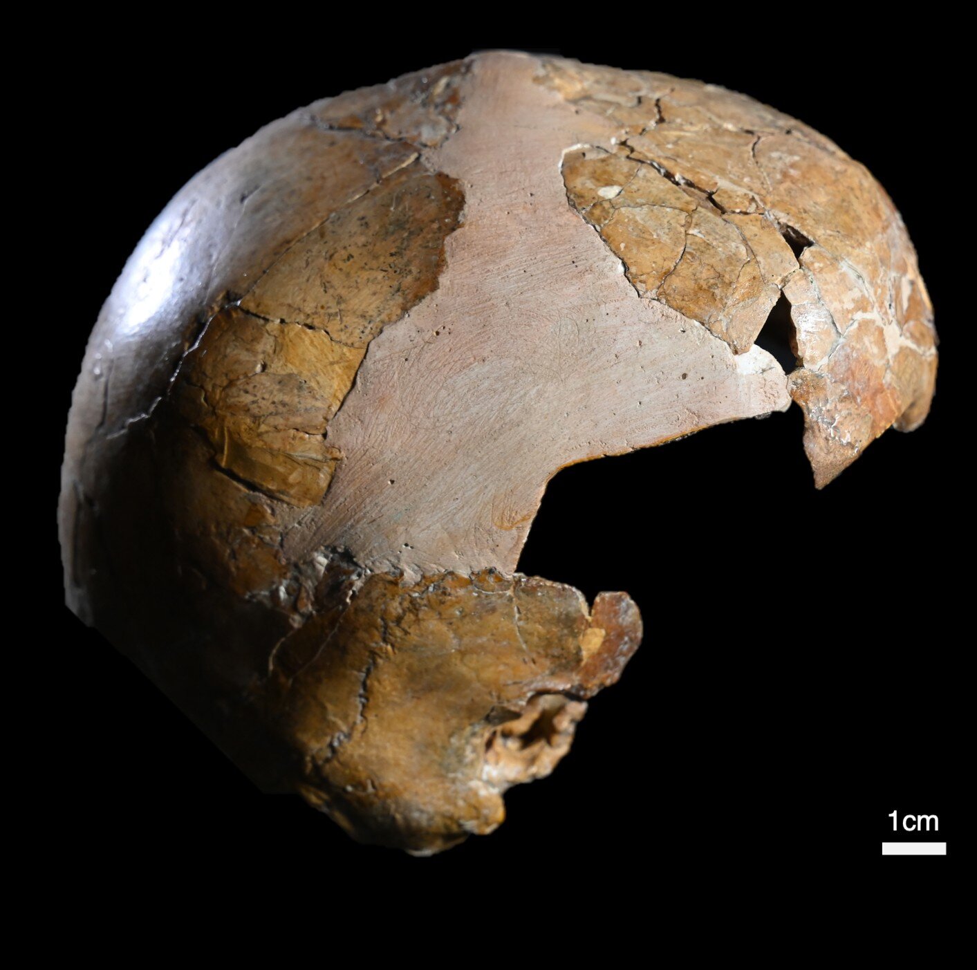 Featured image for Ancient Child's Bones Reveal Earlier Interbreeding Between Humans and Neanderthals