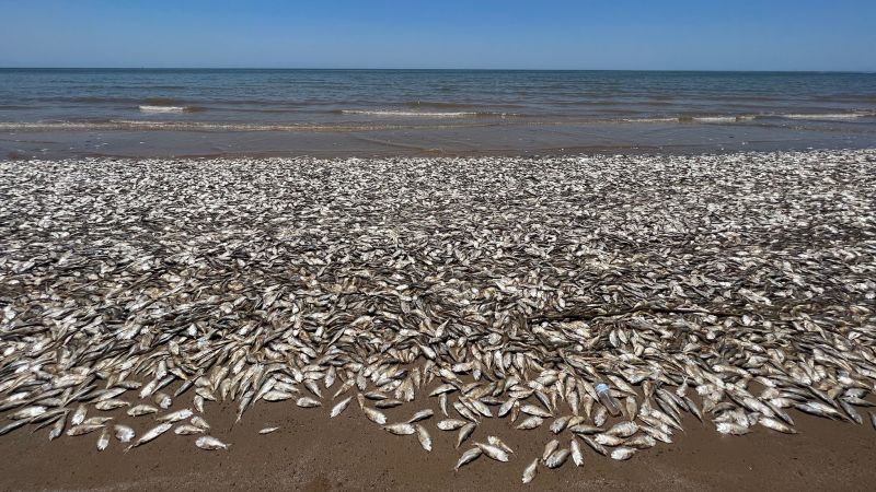 Featured image for "Texas Gulf Coast Experiences Mass Fish Deaths Due to Low Oxygen Levels"