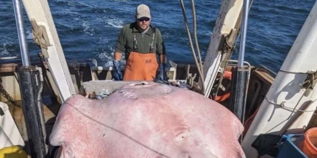 Featured image for "Record-Breaking 400-Pound Stingray Caught in Long Island Sound"