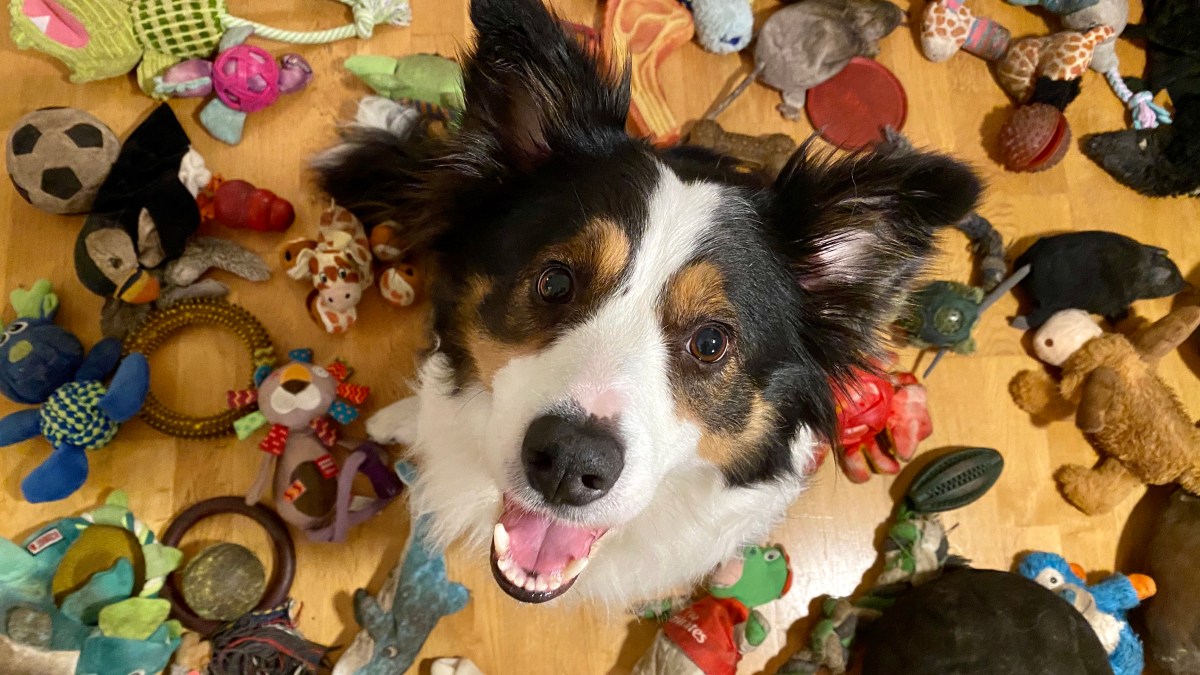 Featured image for Clever Dogs: How They Understand and Differentiate Words and Toys