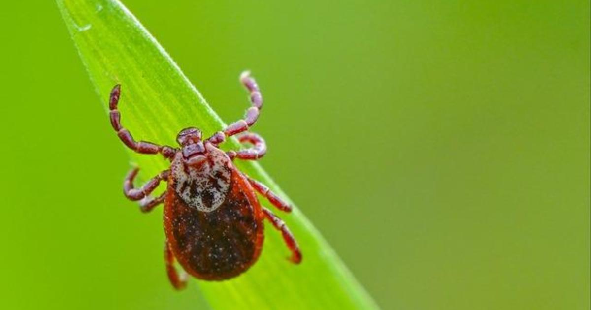 Featured image for Tick and Lyme Disease Prevention Tips from Experts and Pharmacists
