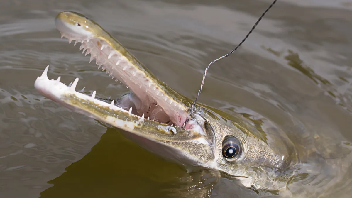 Featured image for "Uncovering the Ultimate Living Fossil: Prehistoric Fish with Razor-Sharp Teeth"