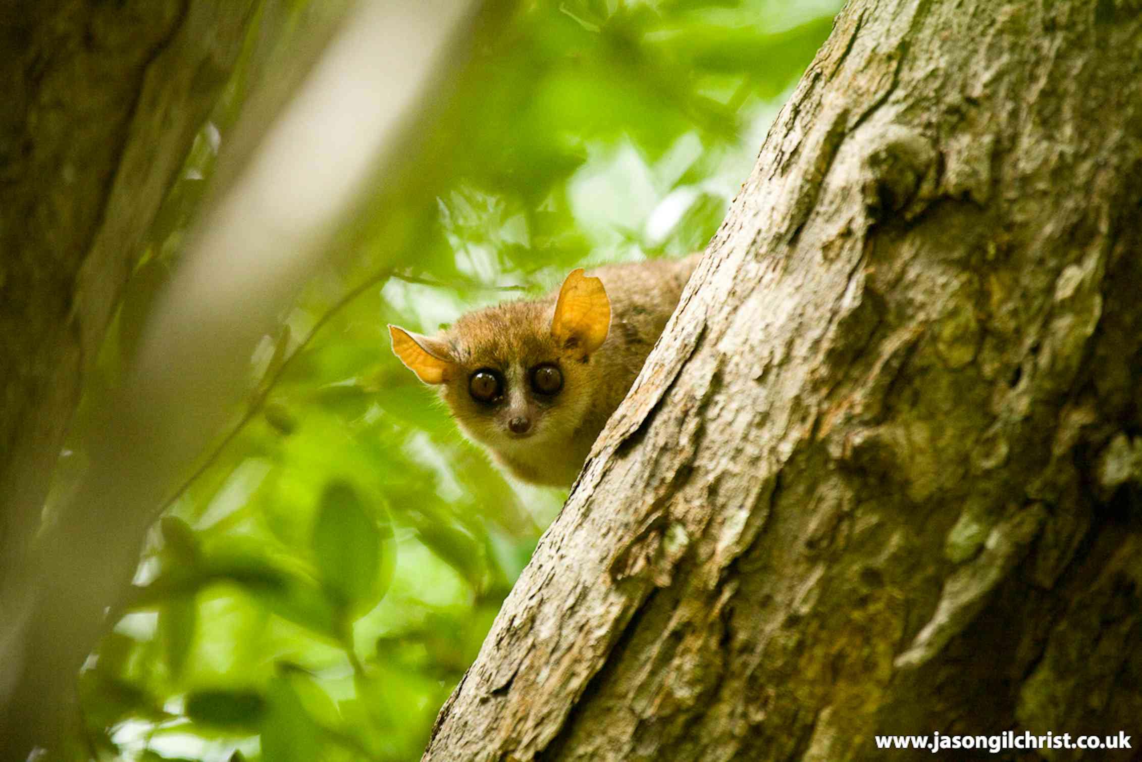 Featured image for Study Debunks Myths on Primate Origins