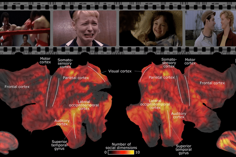Featured image for Mapping the Brain's Social Perception Network.