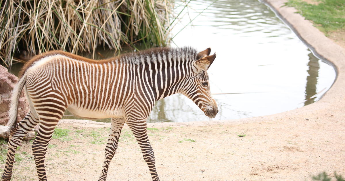 Featured image for "Tragic Loss: Baby Zebra Dies at Reid Park Zoo in Arizona"