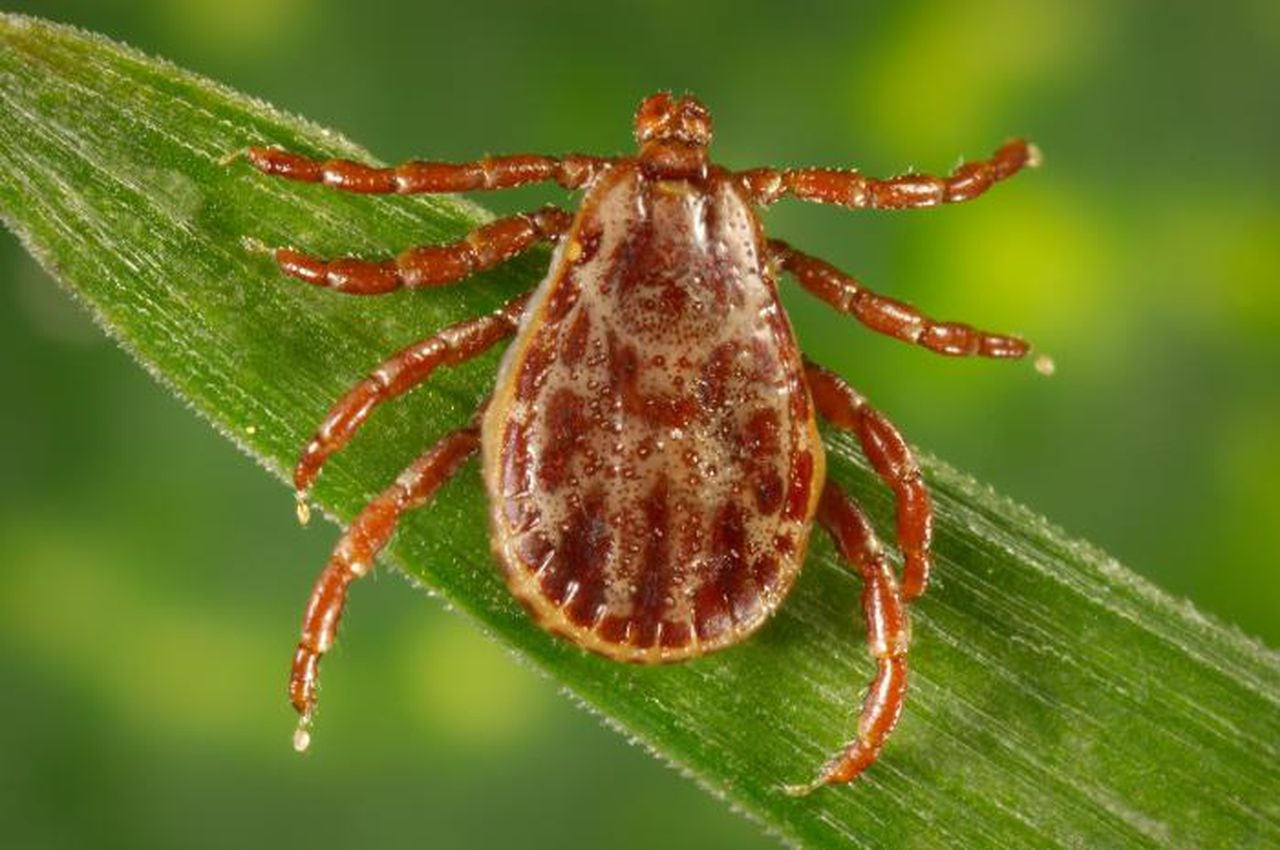 Featured image for CDC Warns of Deadly Rocky Mountain Spotted Fever Outbreak