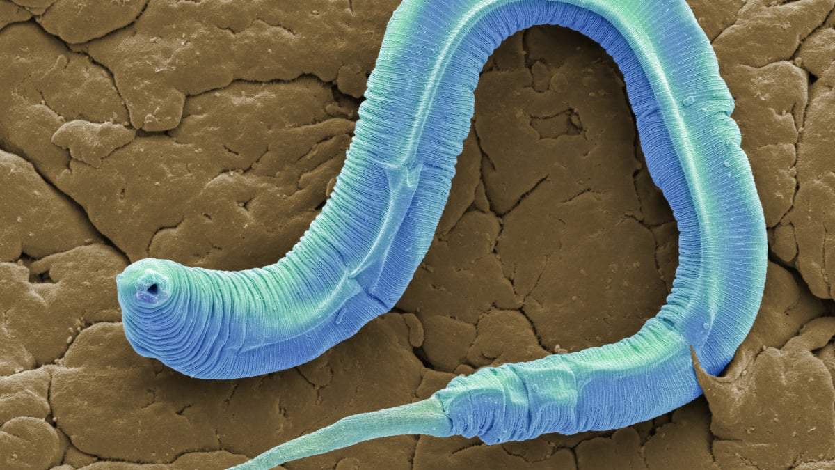 Reviving a 46,000-year-old worm from Siberian permafrost