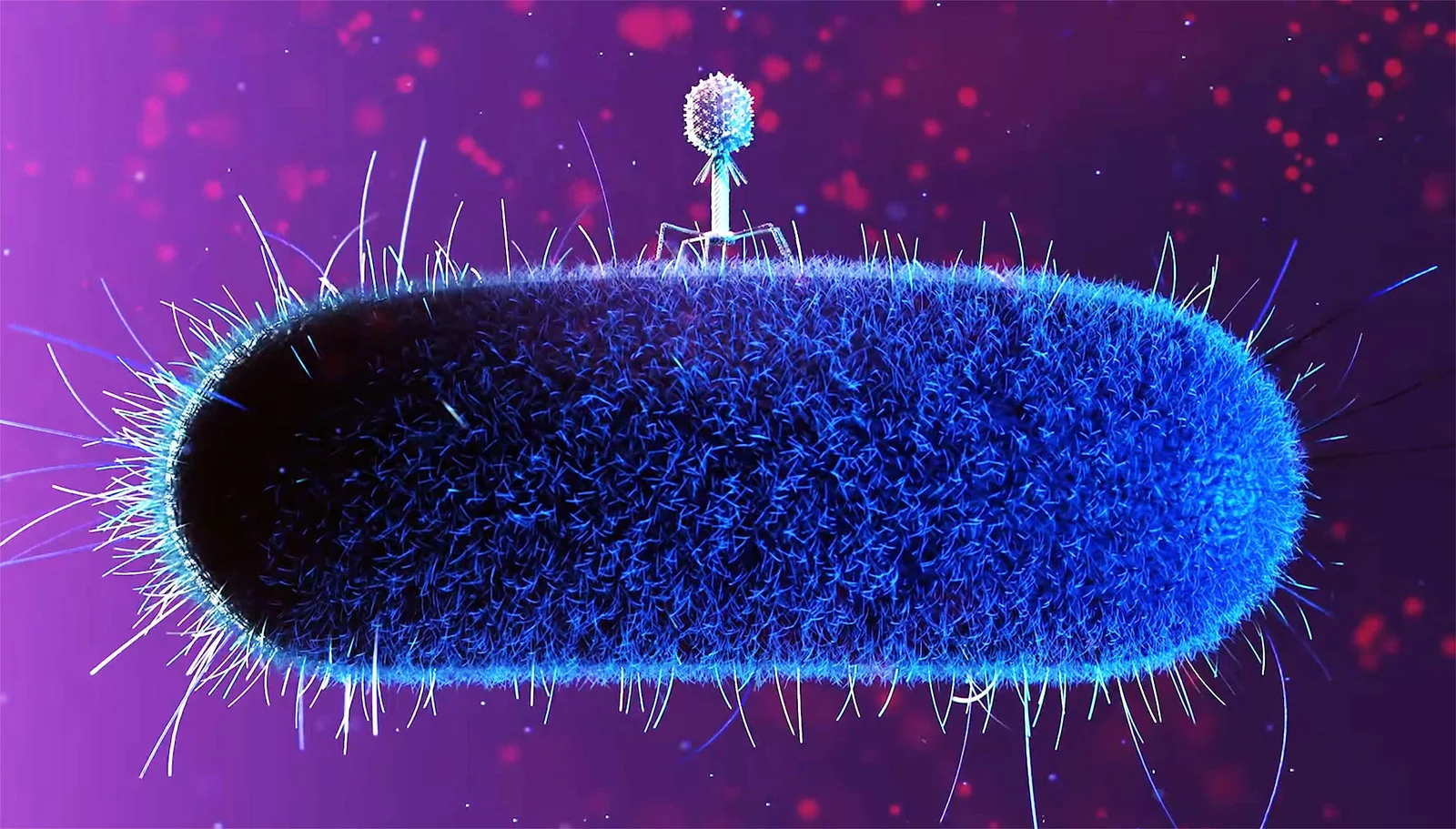 Microgravity uncovers space phages that could curb antibiotic resistance