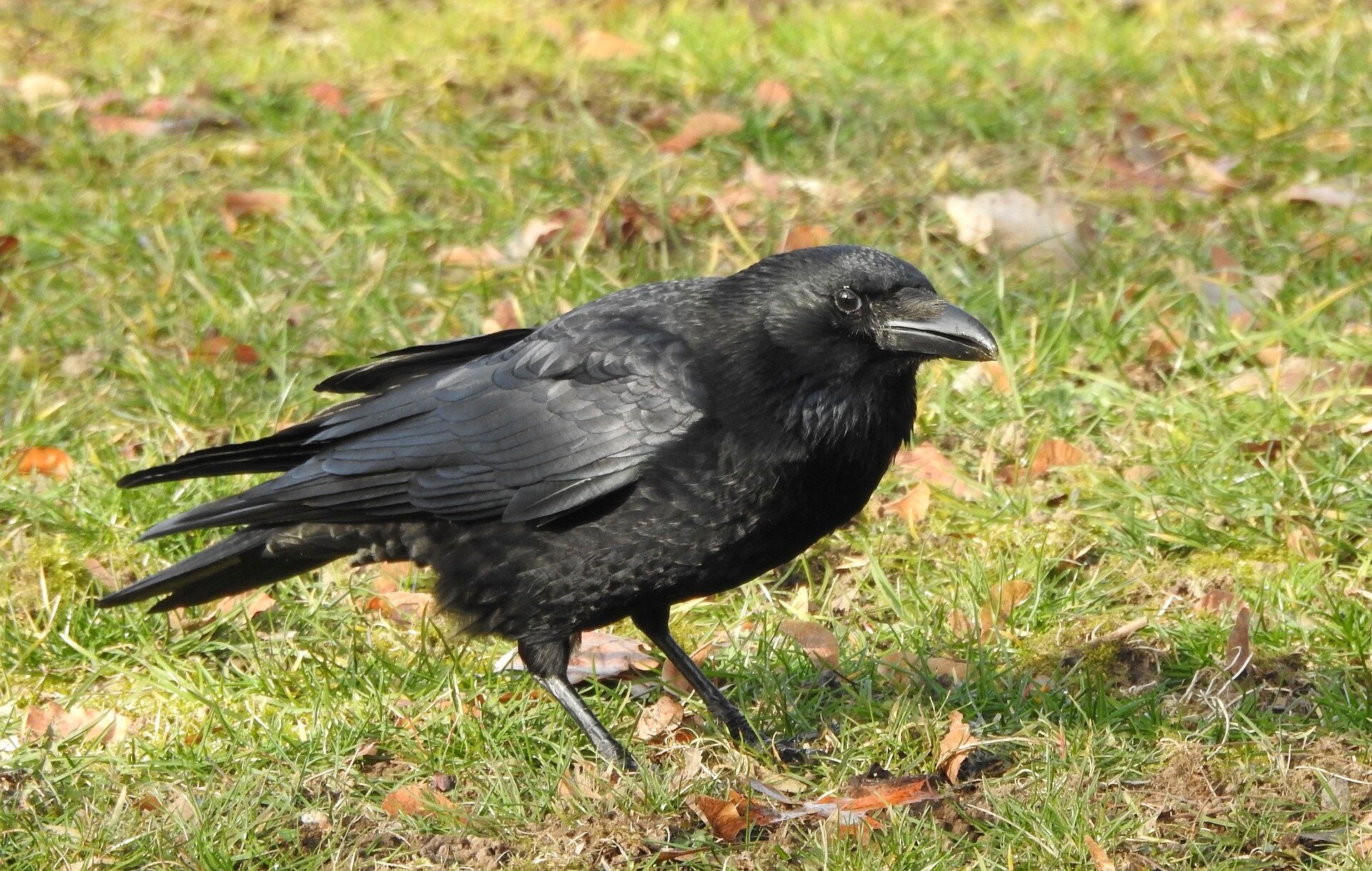 Featured image for Crows Exhibit Counting Skills Comparable to Toddlers, Study Finds