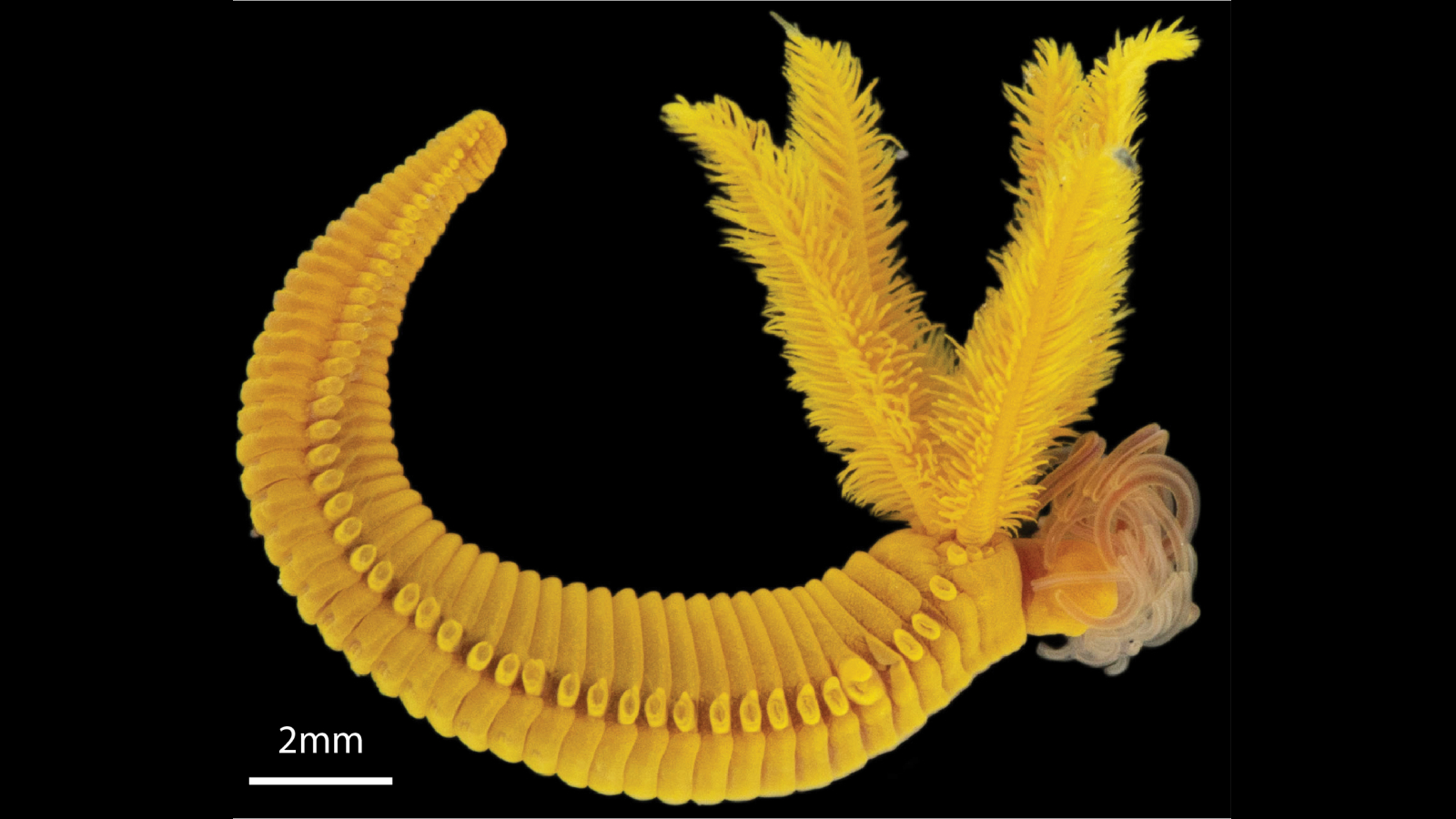 Featured image for Paralvinella hessleri: The acid-dwelling yellow worm that uses poison for defense
