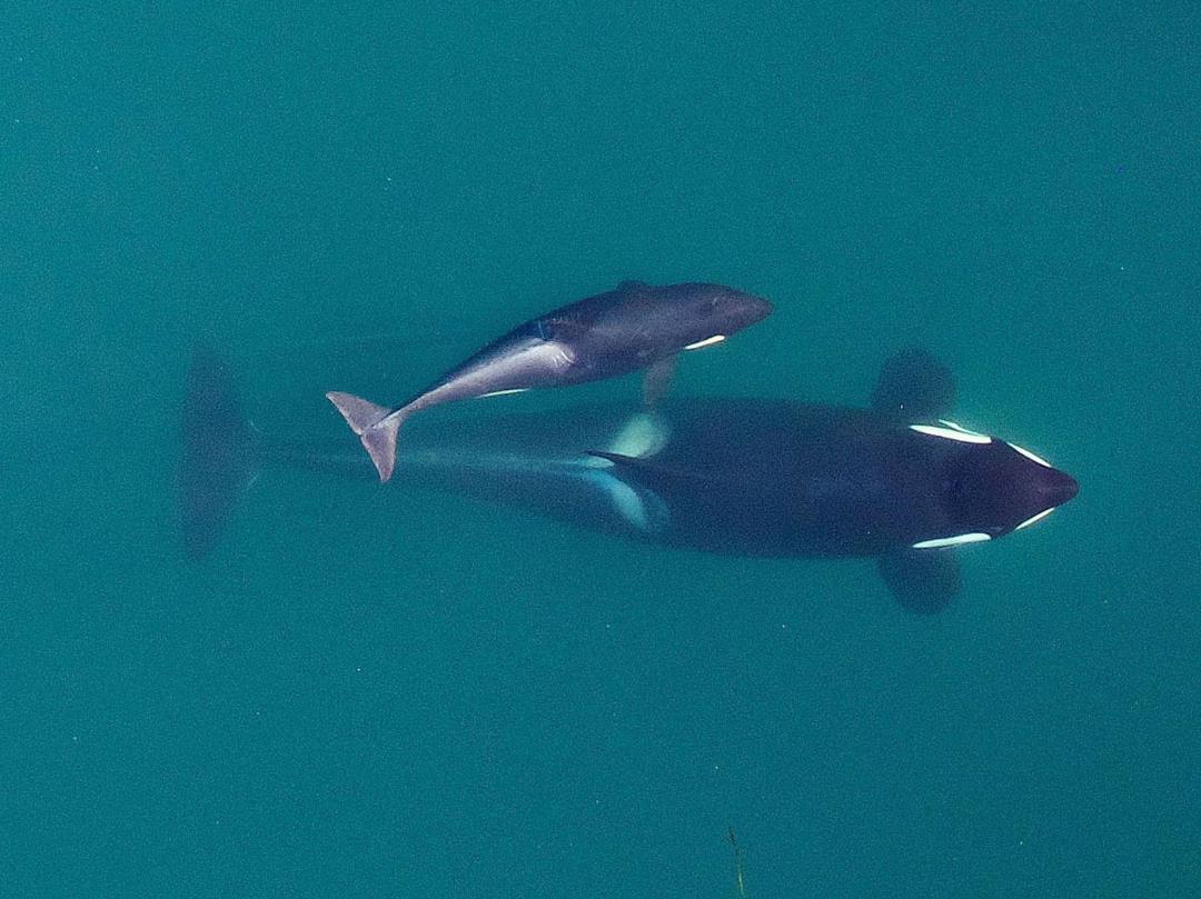 Maternal Orca Defense: Older Moms Protect Sons in Fierce Battles