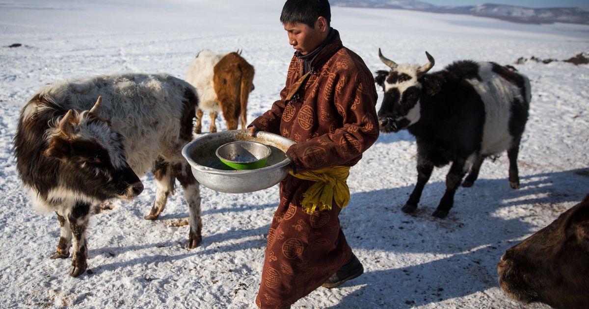 Featured image for "Winter Extremes and Dzud Relief Efforts: Impact of Climate Change in Mongolia"