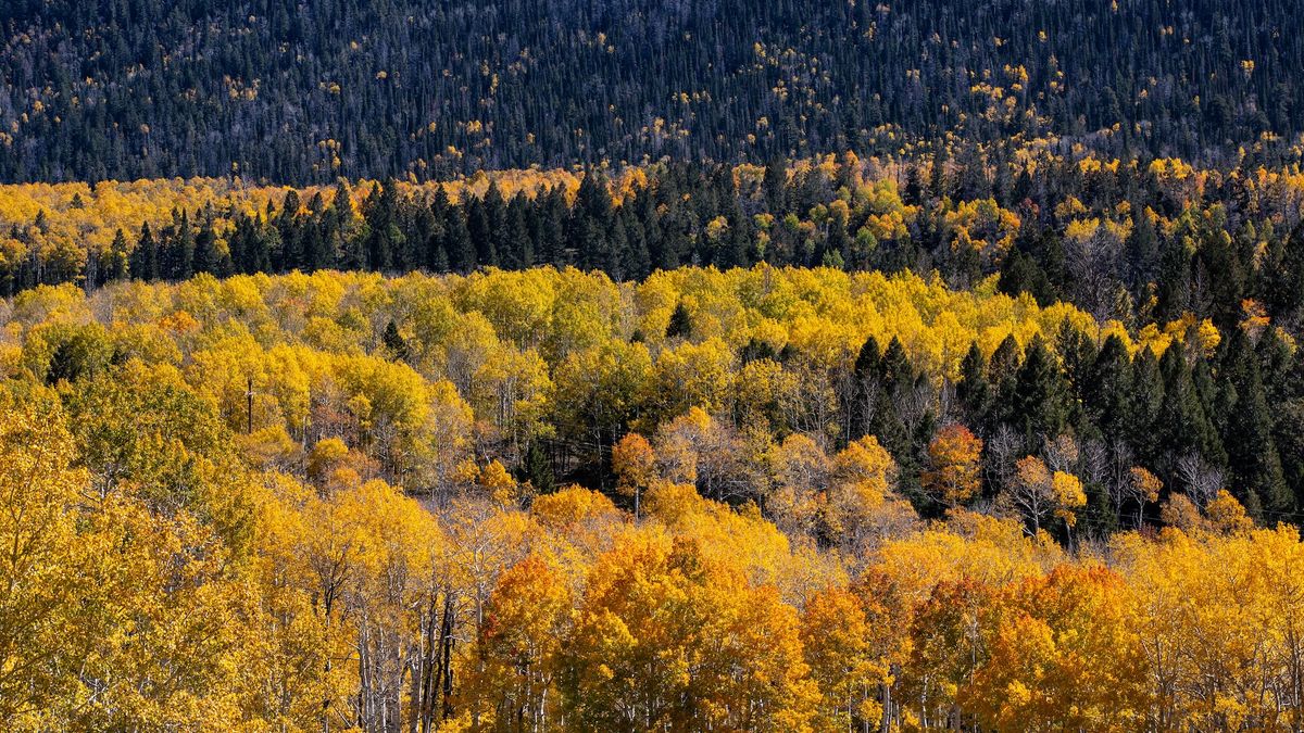 Featured image for Utah's Ancient Pando: Earth's Oldest Living Organism?