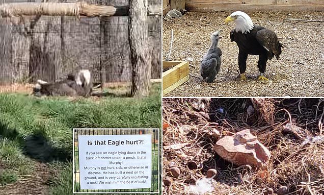 Featured image for Bald Eagle Who Adopted a Rock Becomes Foster Dad to Injured Eaglet