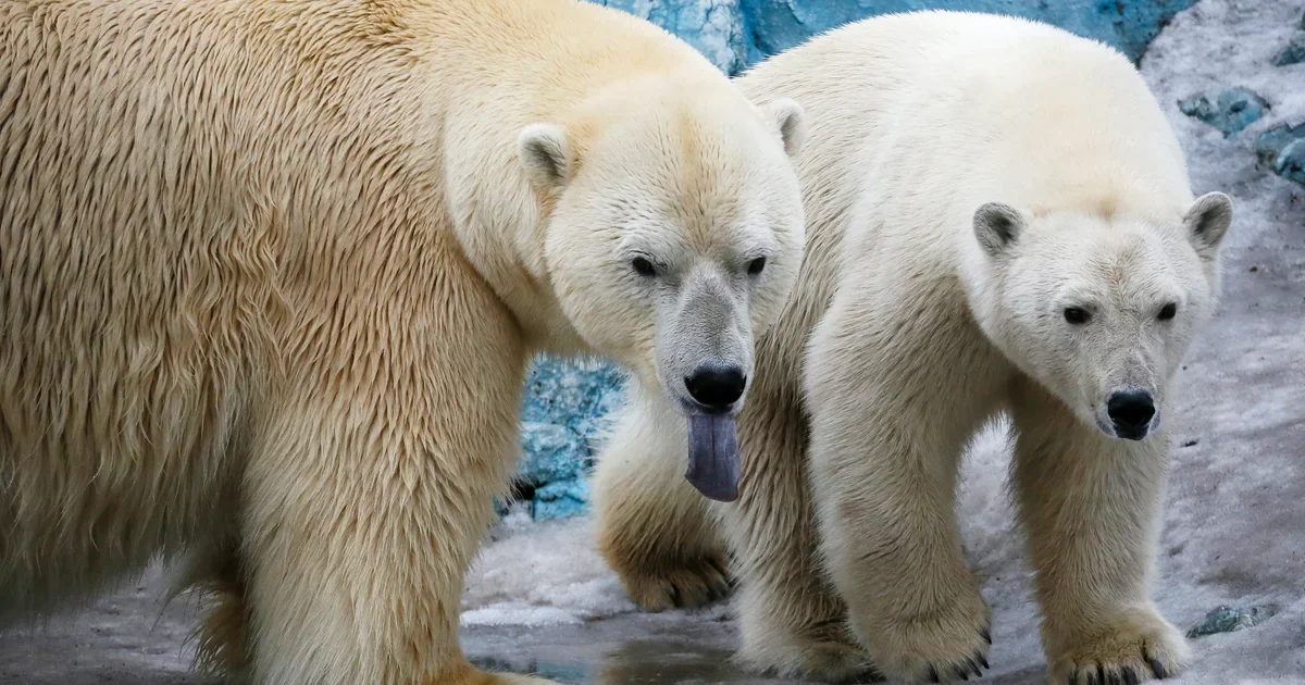 Featured image for Polar Bear Attack Injures Three in Russia