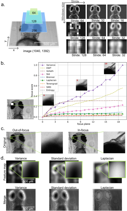 Featured image for "Enhancing 3D Widefield Microscopy with Weak-Labelling and Deep Learning for Precise Object Segmentation"