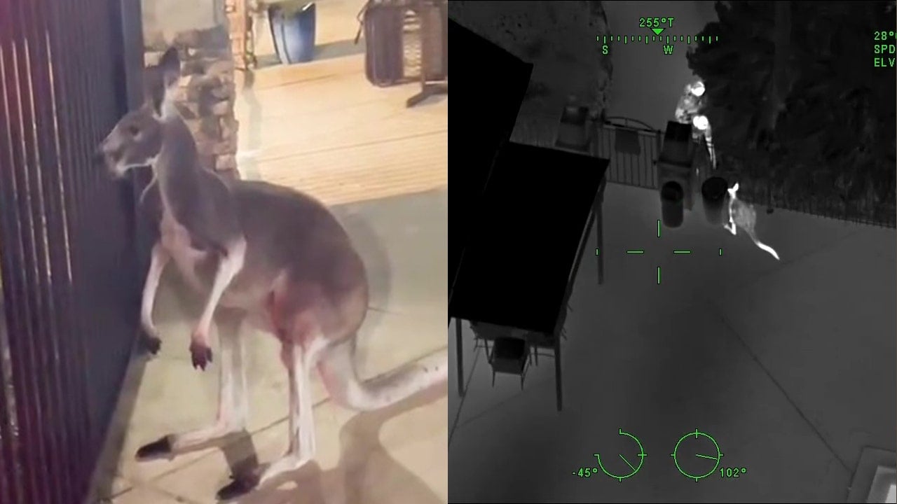 Featured image for "Rampaging Kangaroo Captured in Tampa Apartment Complex"