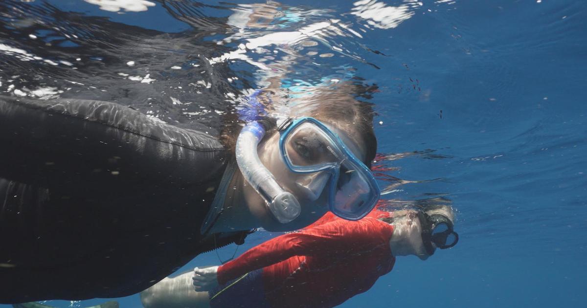 Featured image for The Importance of Protecting Sperm Whales for Ocean Health and Communication with Aliens.