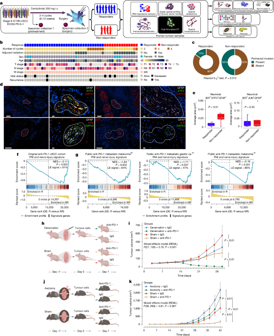 Featured image for Cancer-Induced Nerve Damage and Inflammation Drive Immunotherapy Resistance