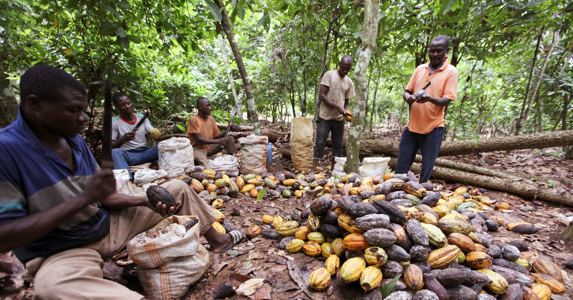 Featured image for "Cocoa Crisis: Global Shortage Sparks Price Hikes and Survival Strategies"