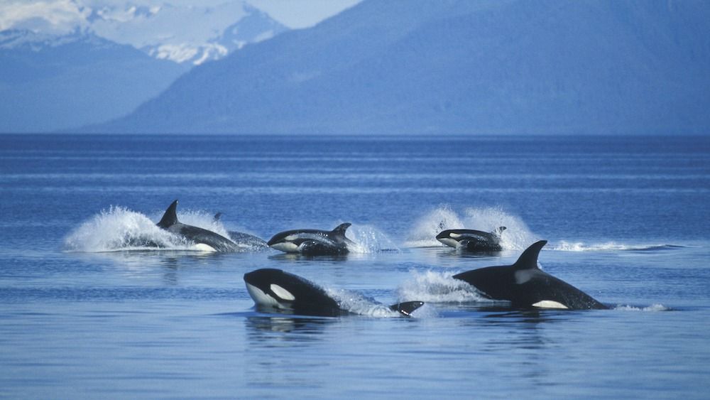 Orca population decline in Pacific Northwest linked to inbreeding.