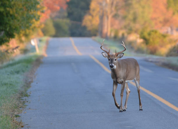 "Oklahoma Reports Second Case of 'Zombie Deer' Disease"