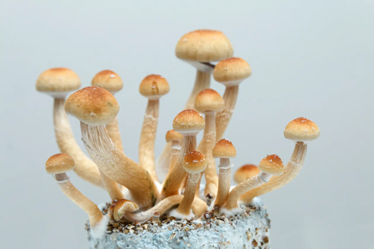 Featured image for "Cleveland Clinic's Psilocybin Trial for Depression Treatment"