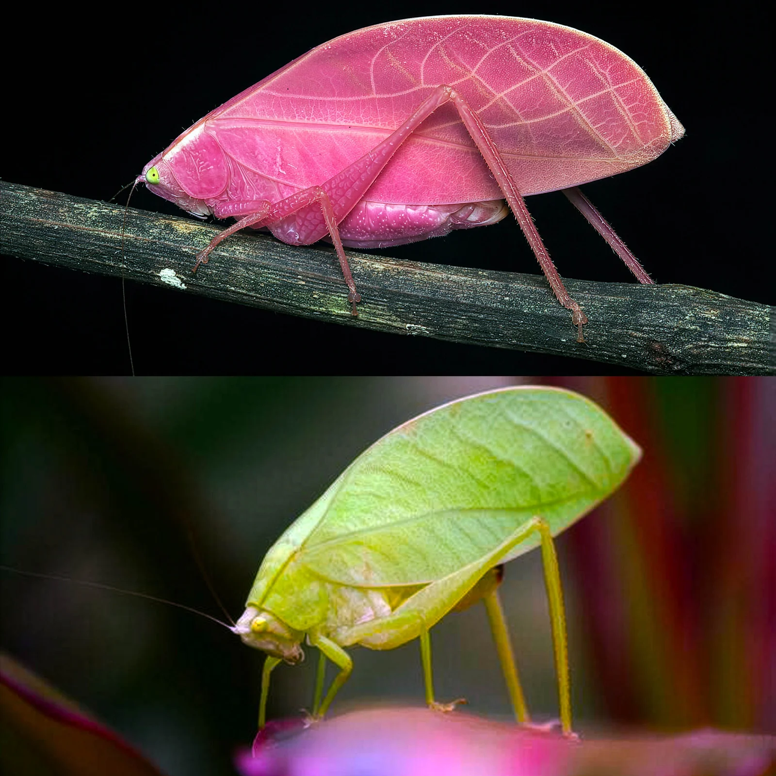 Pink-to-green camouflage: rainforest katydid slowly changes color to blend with leaves