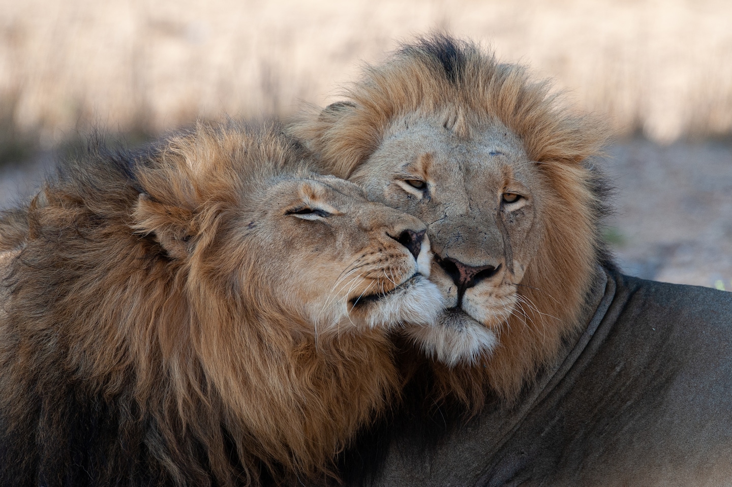 Same-Sex Mating: A Common and Beneficial Behavior in Mammals