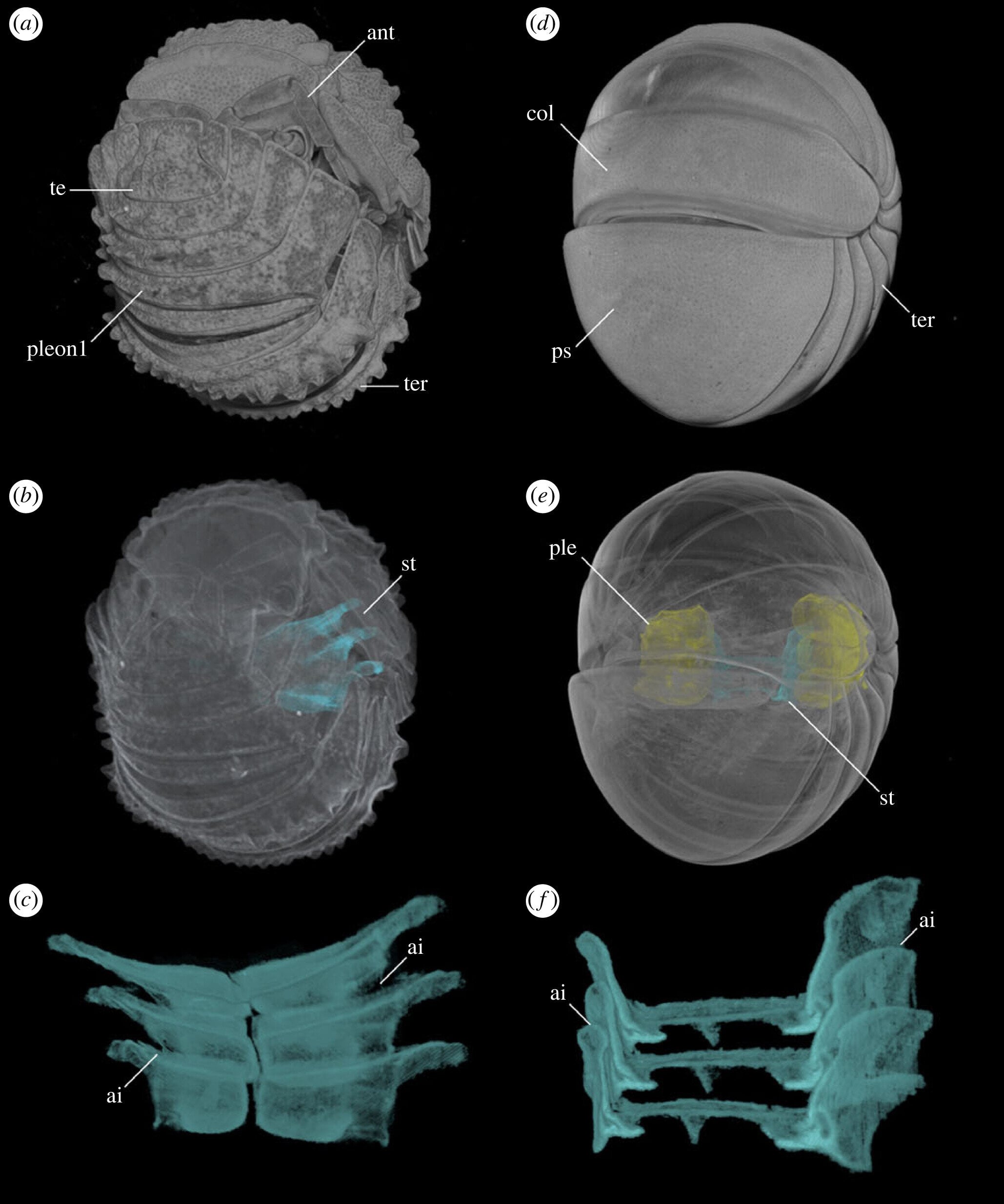 Featured image for Trilobite Fossils Unveil New Insights into Defensive Enrollment