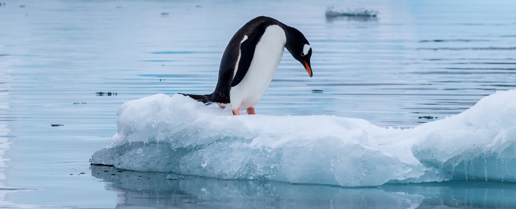 Featured image for Rising Ocean Salinity Near Antarctica Threatens Sea Ice and Climate Stability