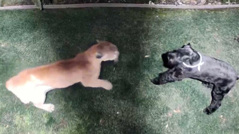 Featured image for Family Pet Escapes Vicious Mountain Lion Attack Captured on Video