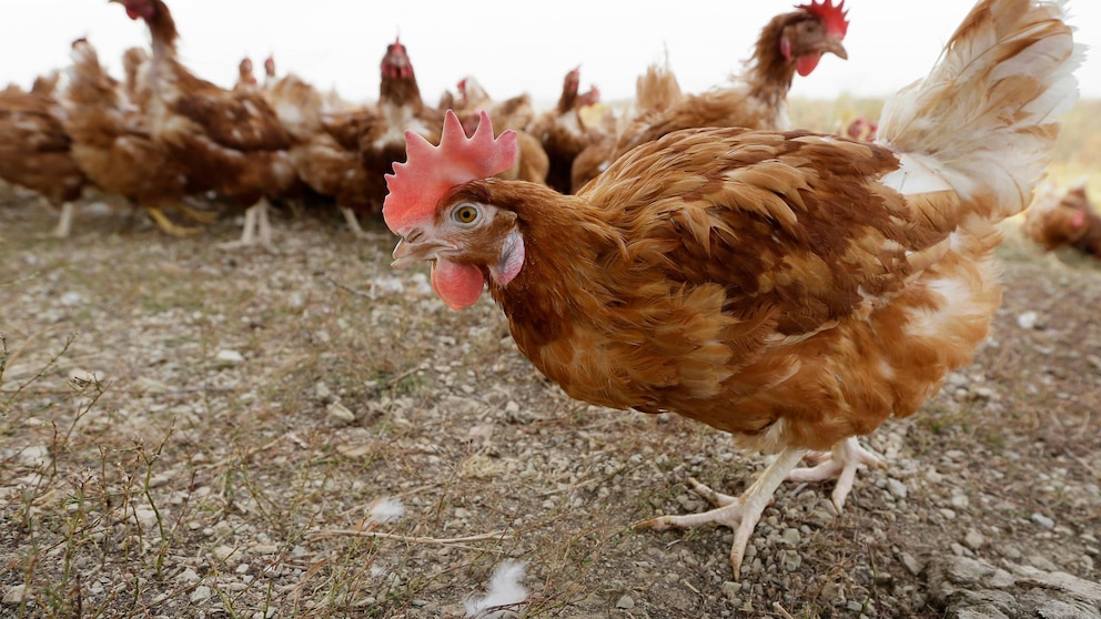 Featured image for Massive Bird Flu Outbreak Decimates Iowa Farm's 1.2 Million Chicken Population