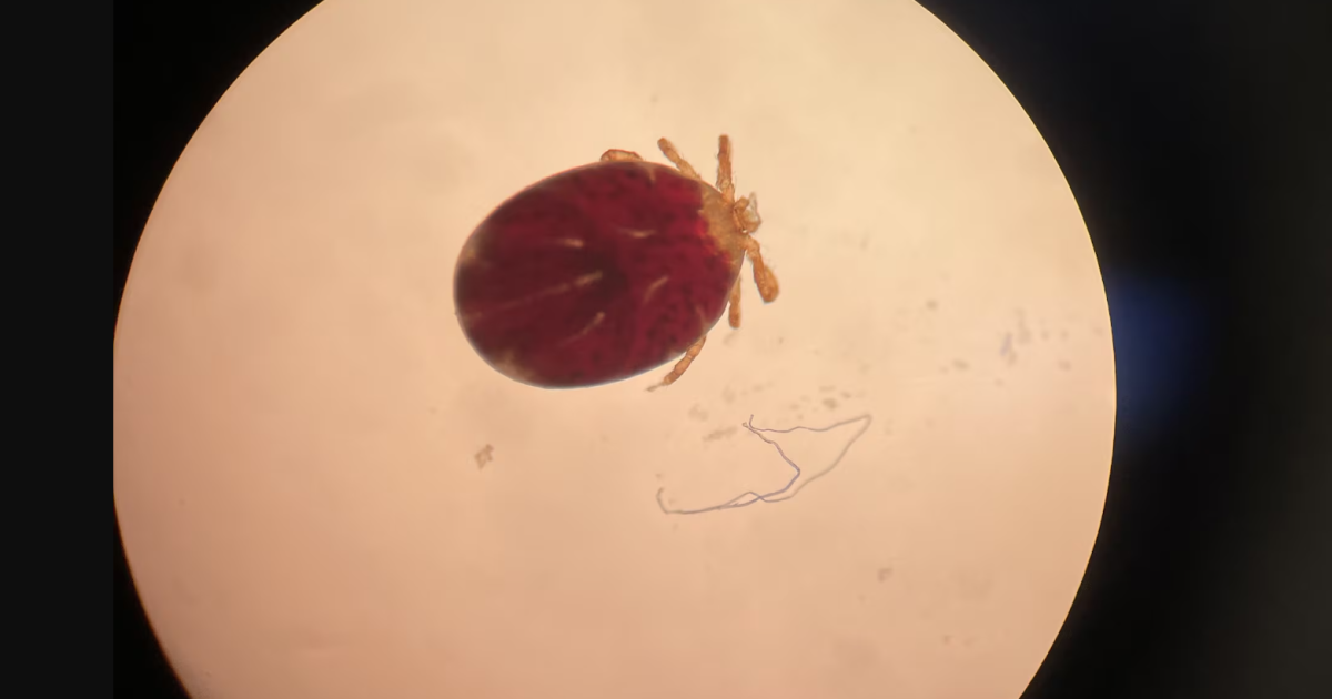 Featured image for Asian long-horned tick discovered on local dog