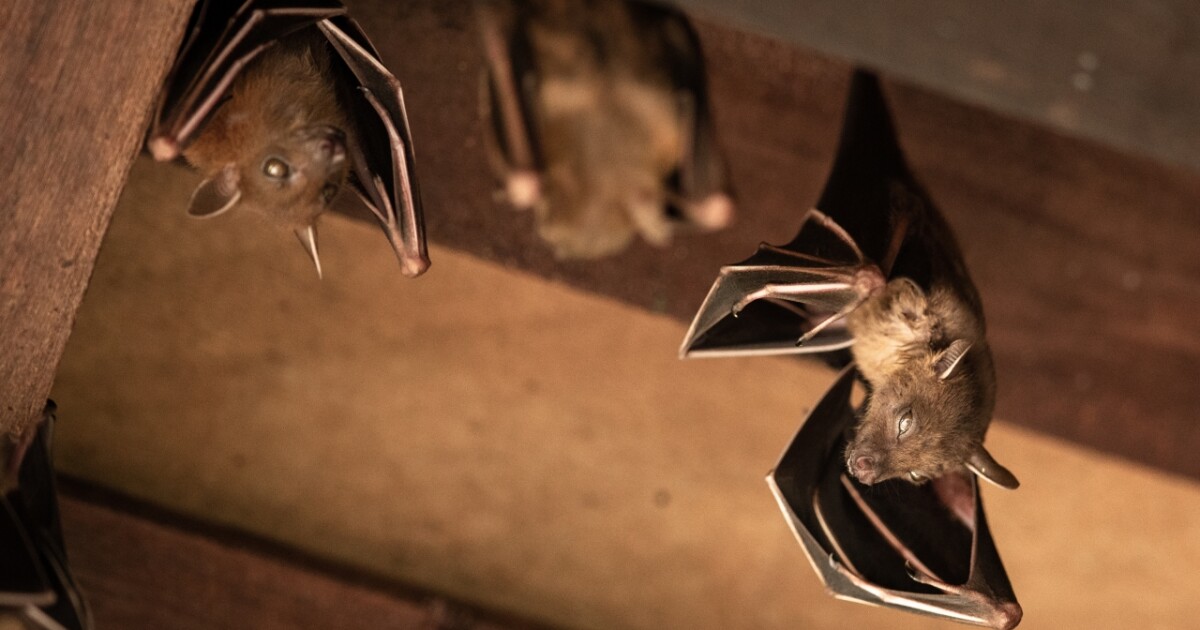 Featured image for Over 200 Visitors Exposed to Rabies at Grand Teton Bat-Infested Cabins