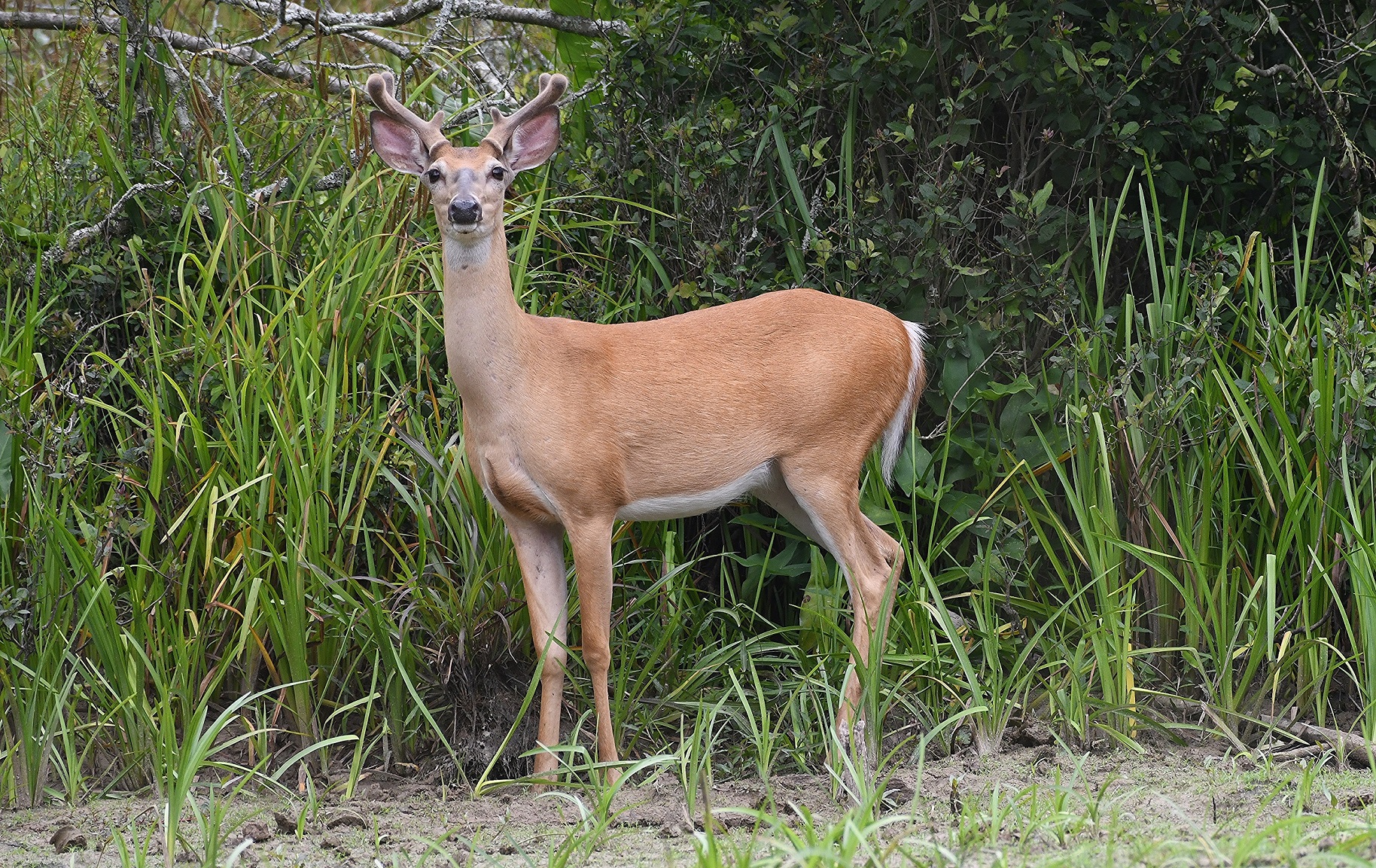"Georgia Wildlife Officials Gear Up for Deer Disease Threat Ahead of Hunting Season"