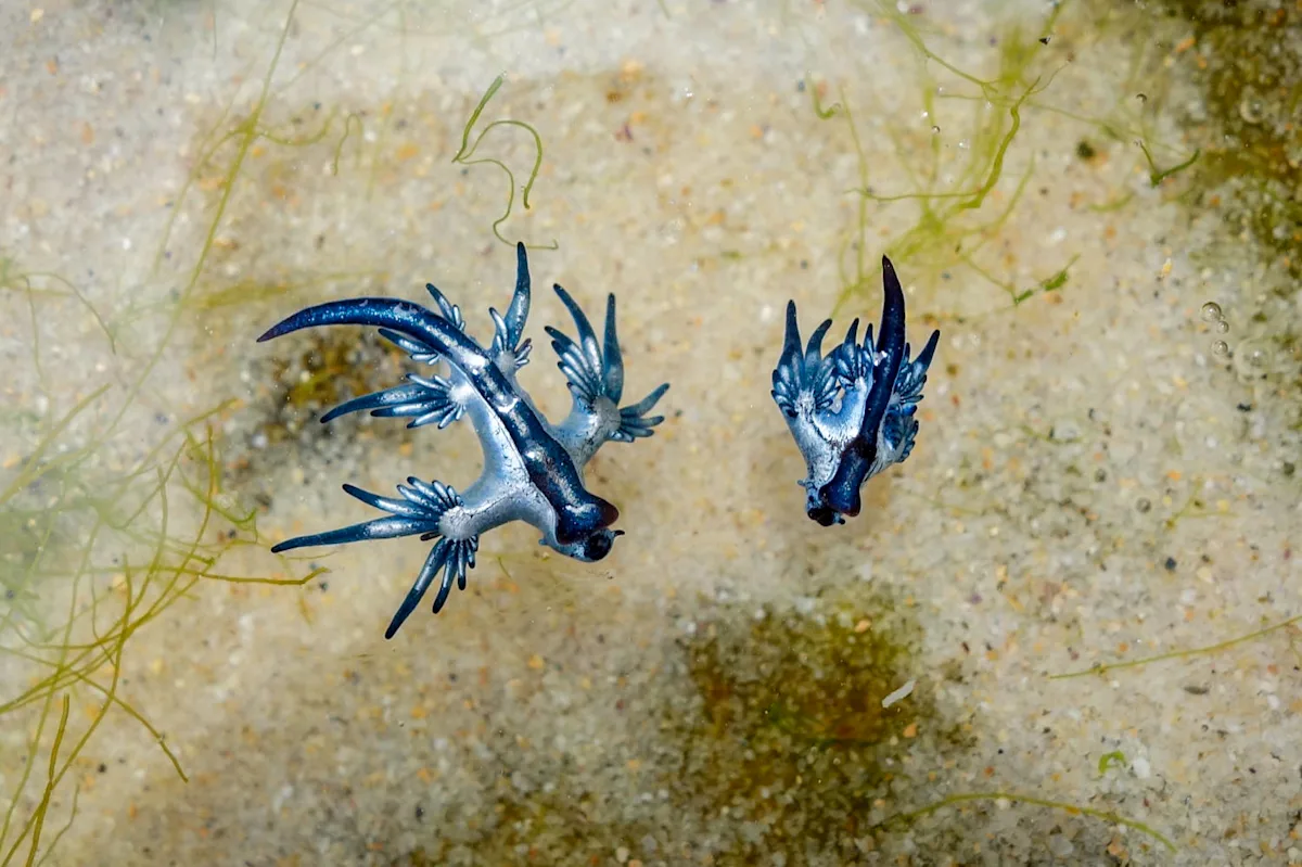Featured image for "Beach Safety Alert: Venomous Blue Dragons Spotted on Texas Shores"
