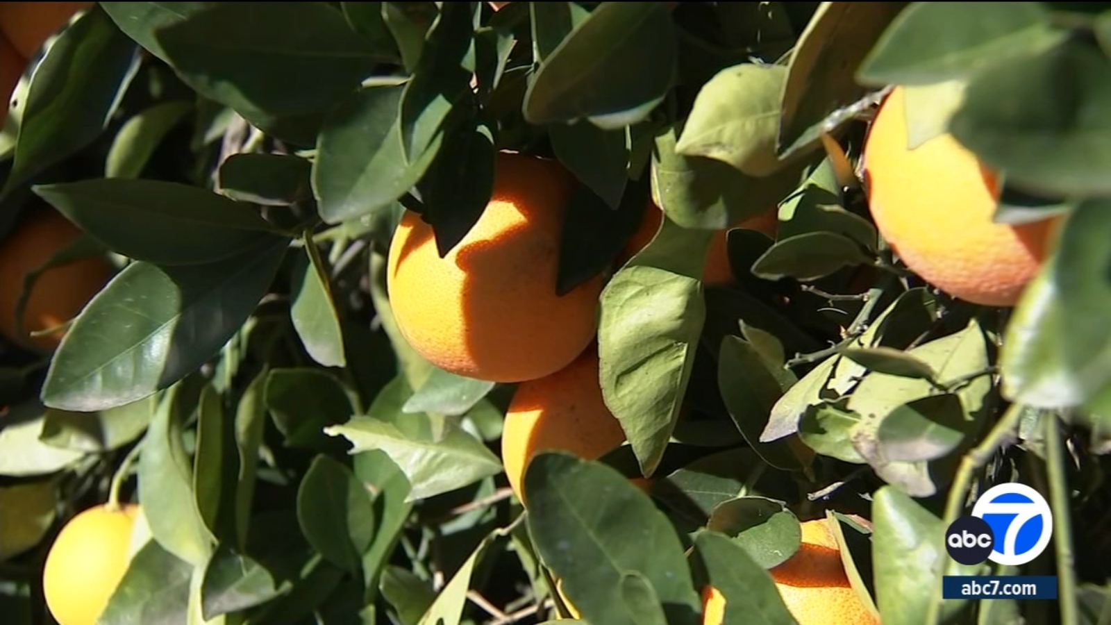 Featured image for California City Implements Fruit Removal Across 2,000 Homes to Halt Invasive Fly Spread